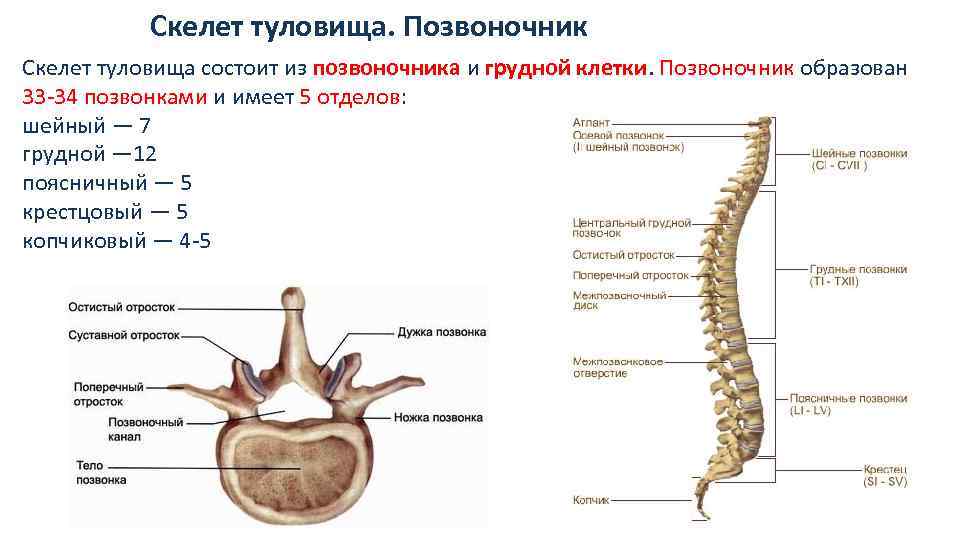 Поясничный скелет. Скелет позвоночника vertebra. Скелет туловища позвонки анатомия. Позвоночный столб и строение позвонка.