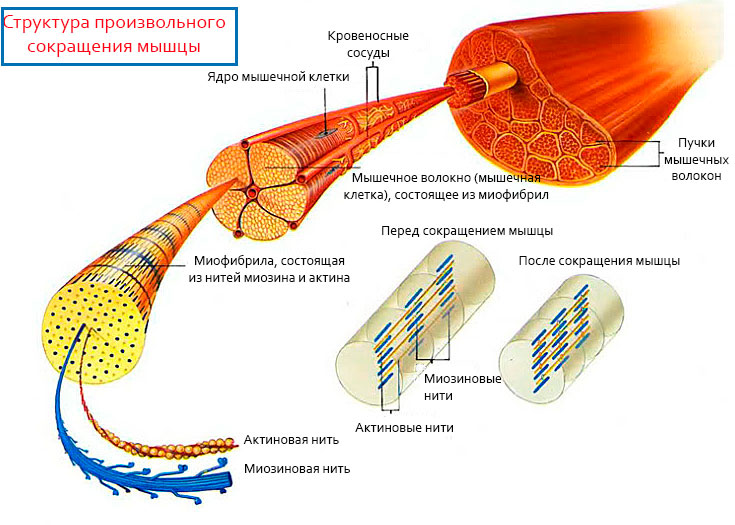 Строение и работа мышечного волокна