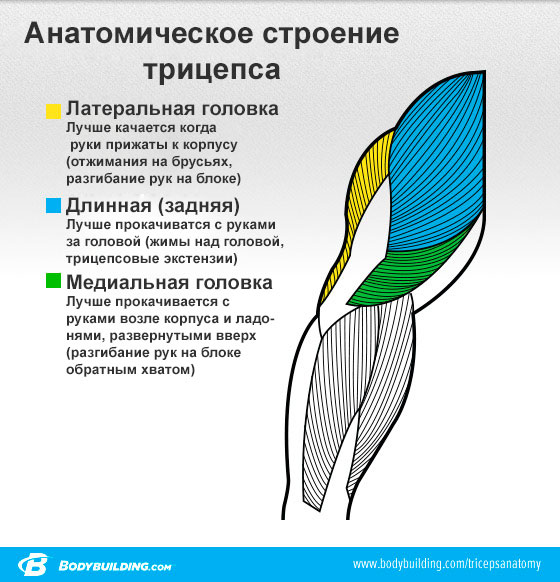 Анатомия трицепса