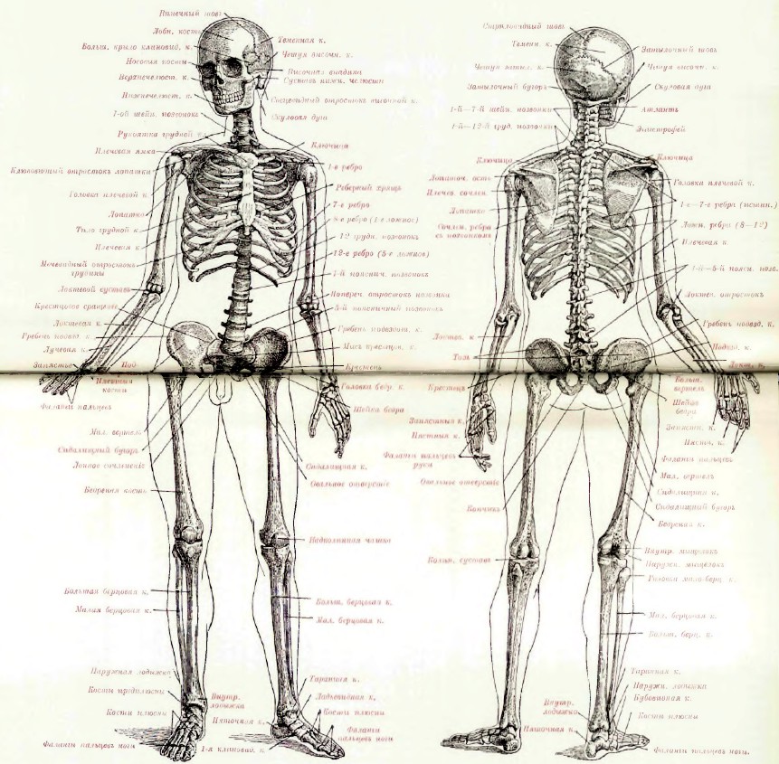 Картинки строение женского скелета