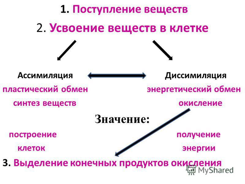 Обмен веществ энергетический и пластический схема