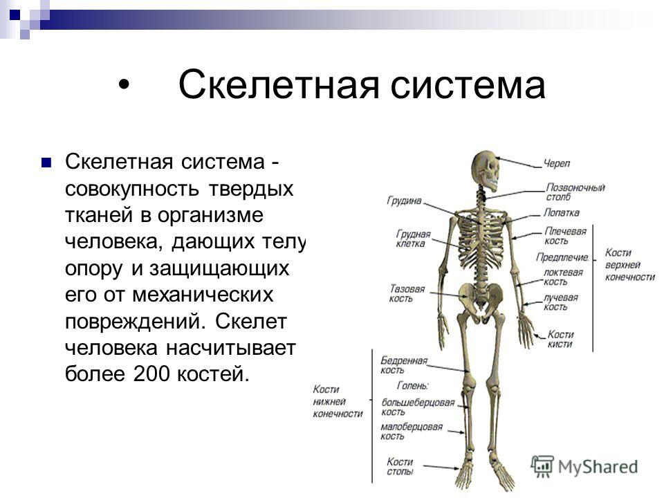 Из чего состоит скелет человека