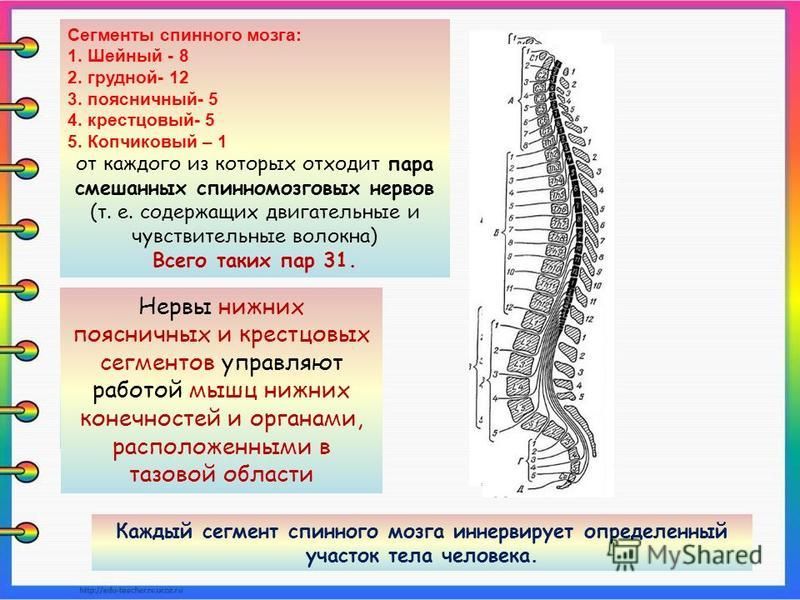 Позвоночник 4 5 позвонки картинки