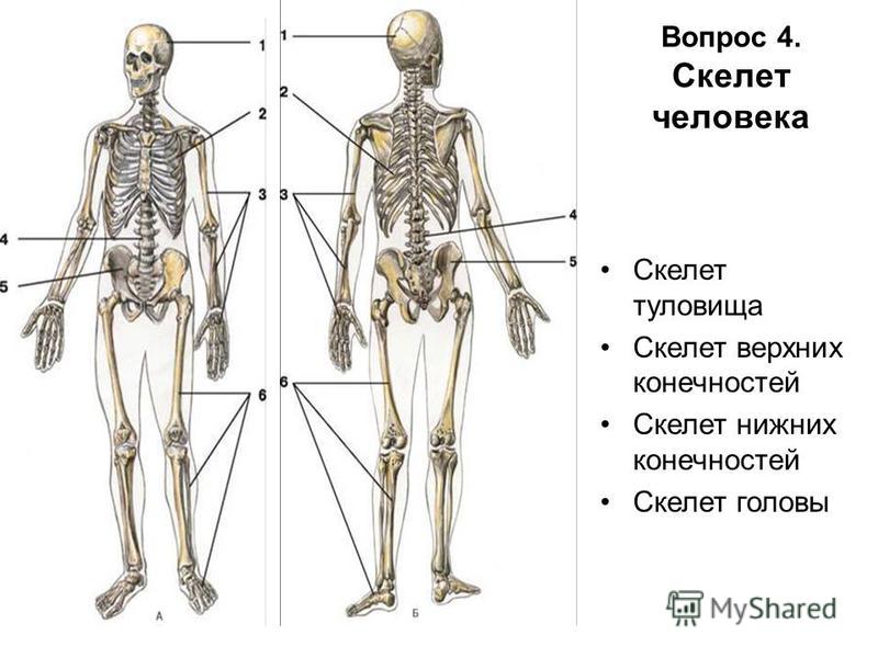 Какую функцию выполняет приложение