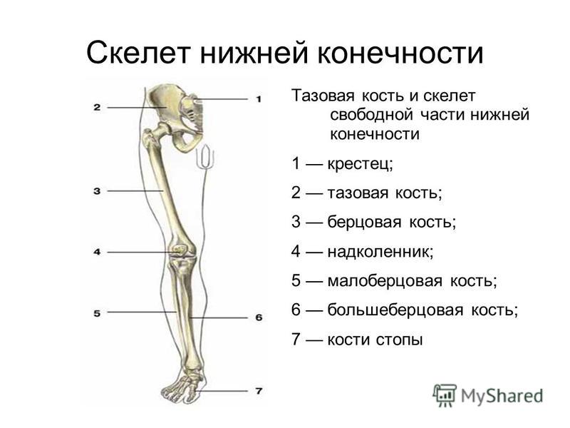 Показать голень человека на рисунке