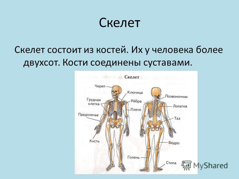 Состоит из четырех основных. Части скелета. Скелет человека состоит из. Строение скелета человека. Из чего состоит скелет человека.