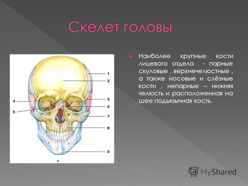 Соединение скелета головы