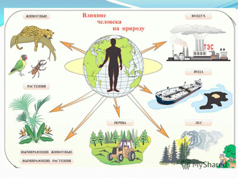 Схема положительного влияния человека на природу