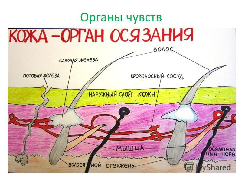 Кожа орган окружающий мир