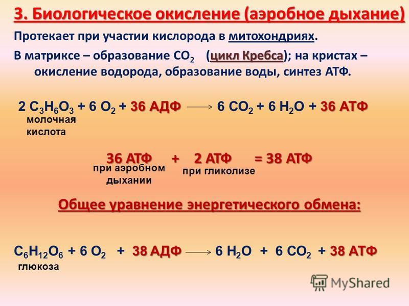 2 этап бескислородный энергетического обмена