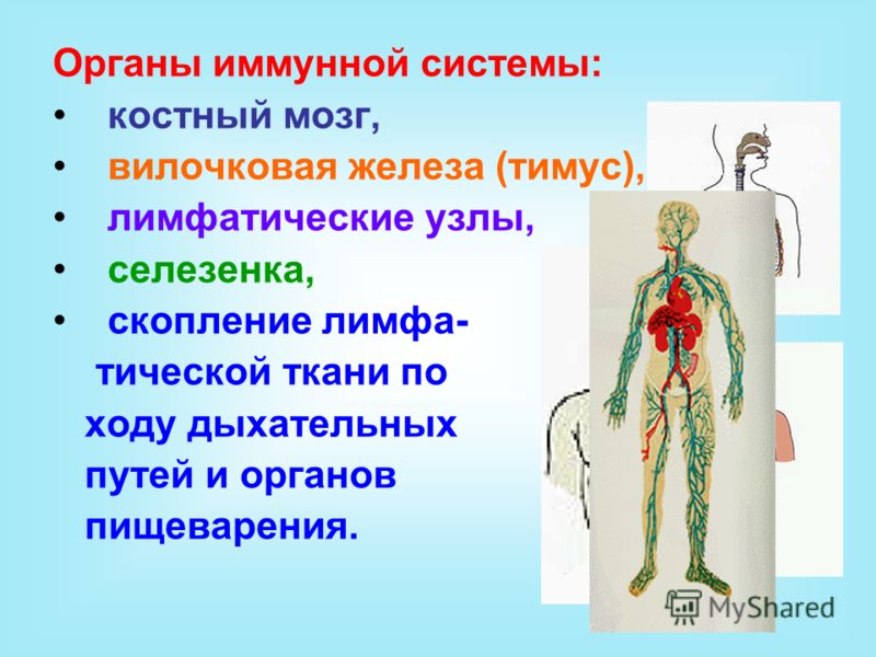Иммунная система тимус. Органы иммунной системы. Органы лимфатической системы человека. Органы иммунной системы человека тимус. Функции костного мозга в иммунной системе.