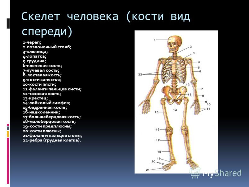 Установить соответствие кости скелета человека. Подписать кости скелета туловища. Осевой скелет череп. Скелет с названиями костей. Название всех костей человека.