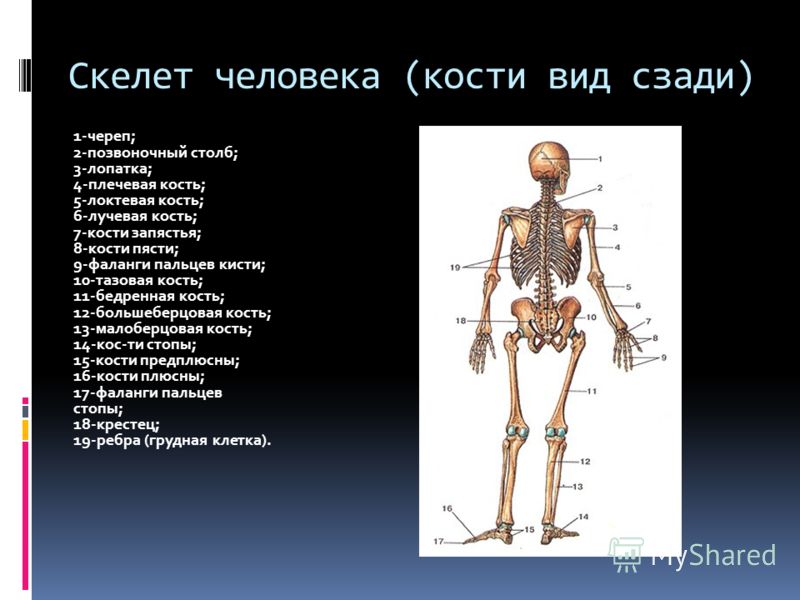 Скелет органов человека строение