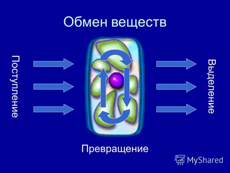 Картинка обмен веществ