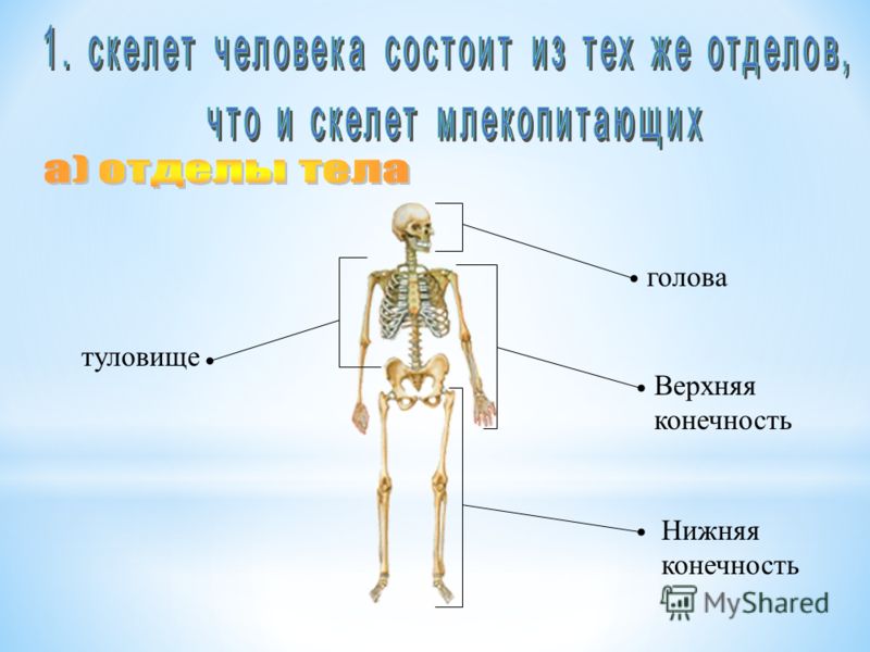 Из каких состоит скелет человека