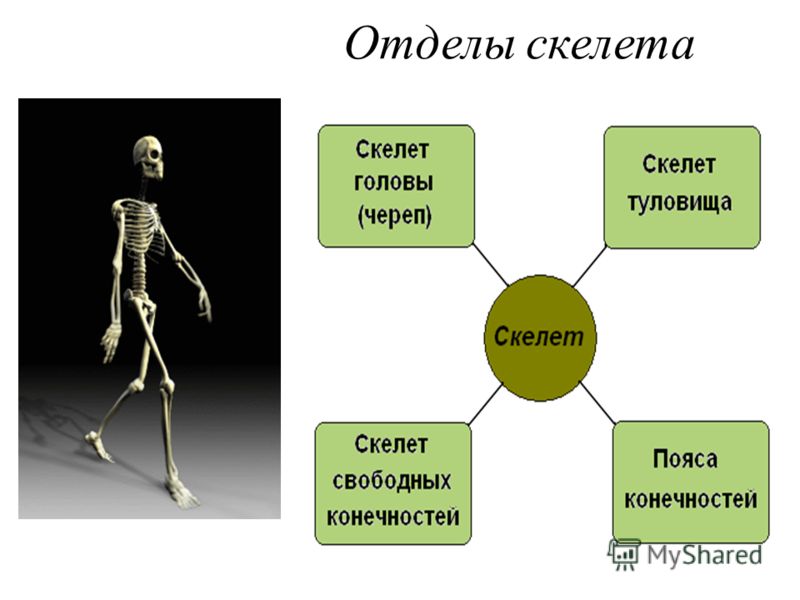 Состав отделов скелета. Скелет отделы скелета. Скелет человека состоит из отделов. Скелет человека делится на отделы. Назовите основные отделы скелета человека.