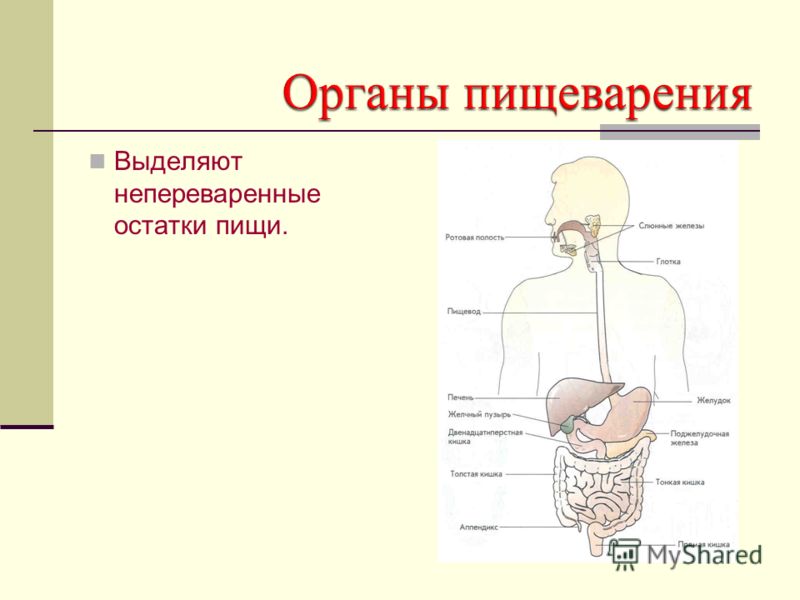 Схема человека 3 класс. Органы пищеварения. Органы пищеварения и выделения. Пищеварительная и выделительная система человека. Органы процесса пищеварения.