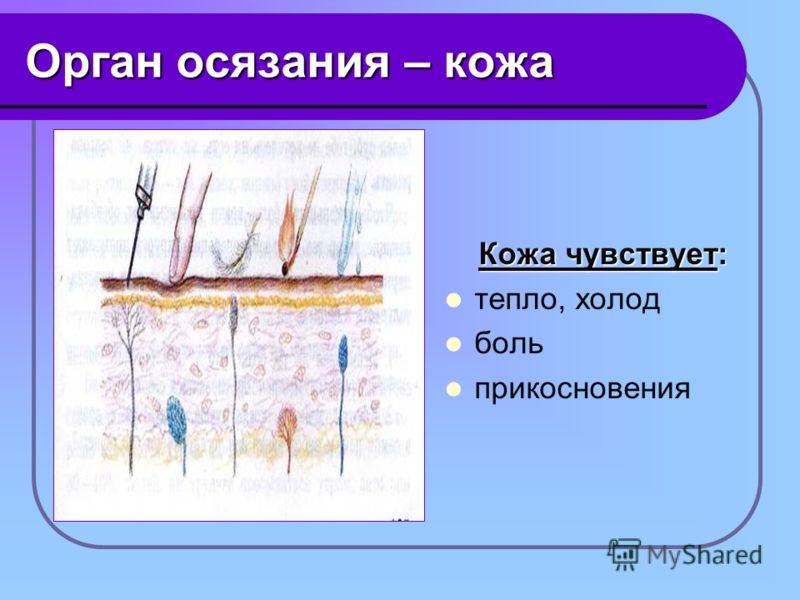 Орган осязания рисунок 8 класс