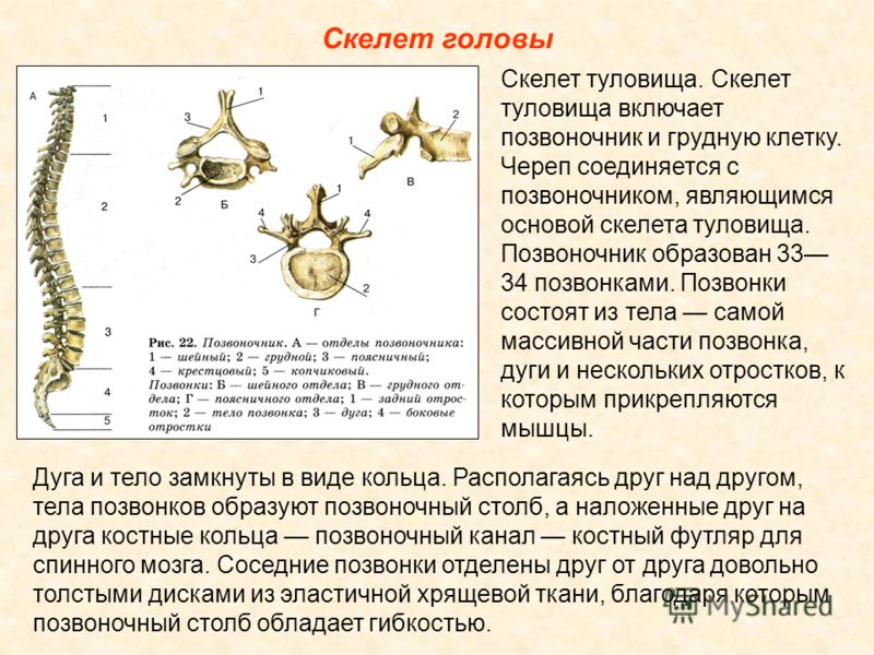 Презентация про позвоночник