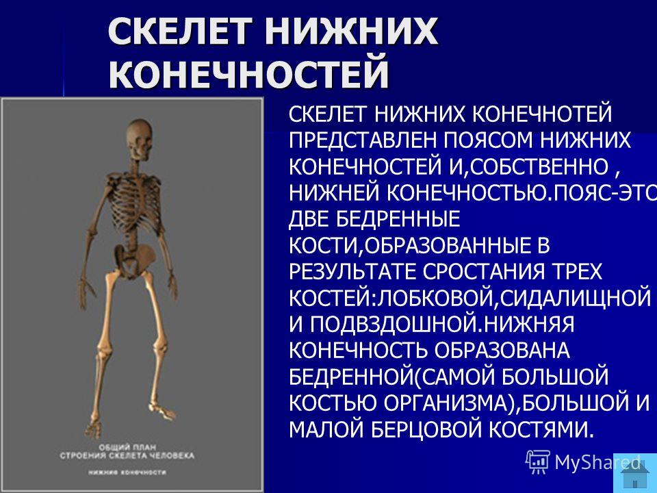 Скелет человека презентация