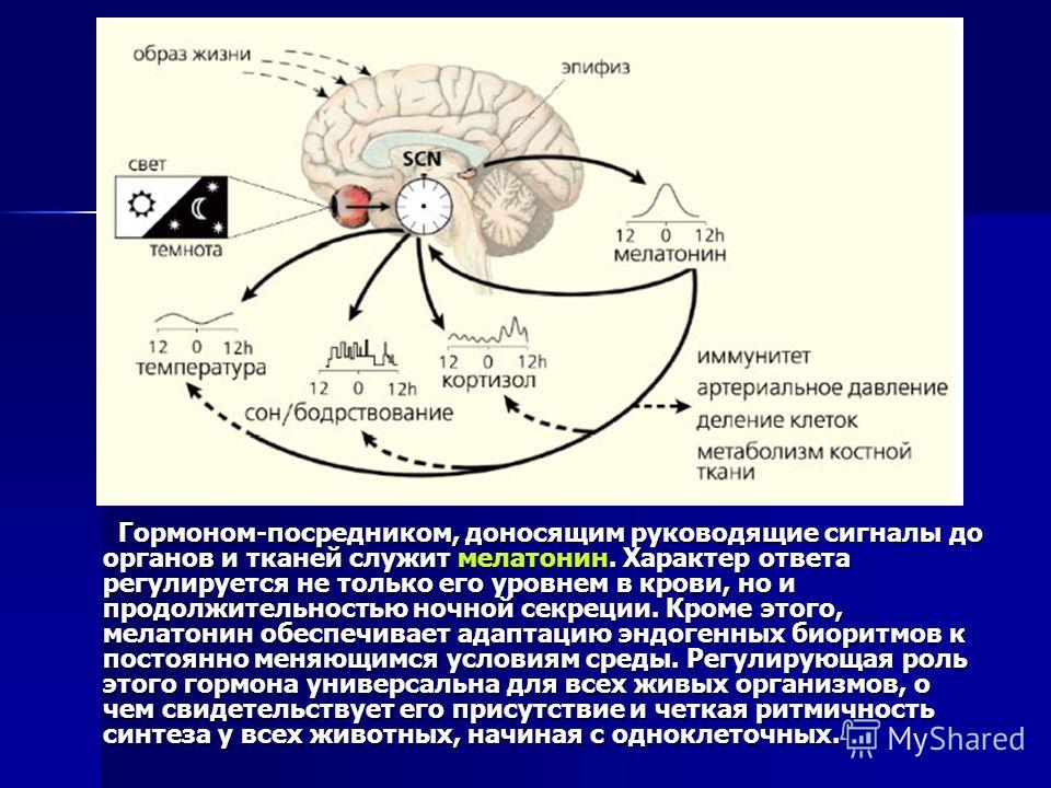 Гормон мелатонин презентация