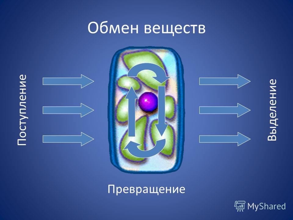 Книга обмен веществ