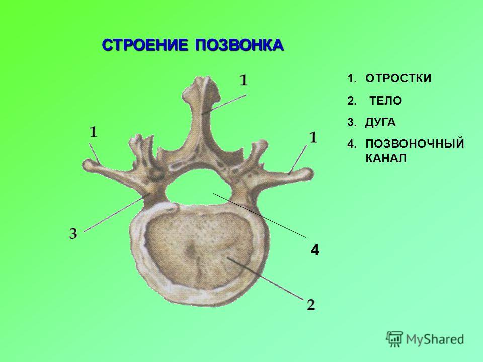 Тело позвонка человека. Поперечный отросток дуга позвонка. Строение остистого отростка позвонка. Суставные отростки позвонков анатомия. Строение позвонка тело дуга.