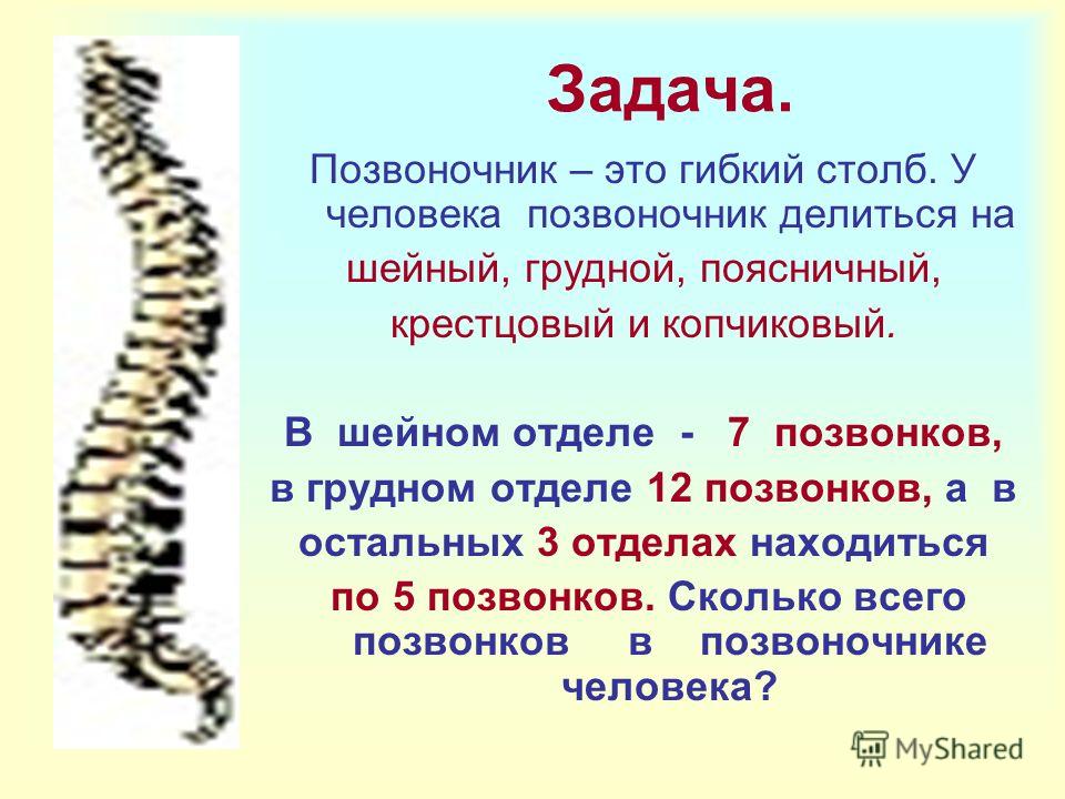 Позвоночник функции. Позвоночник. Презентация на тему позвоночник. Факты о позвоночнике. Позвоночник человека э.