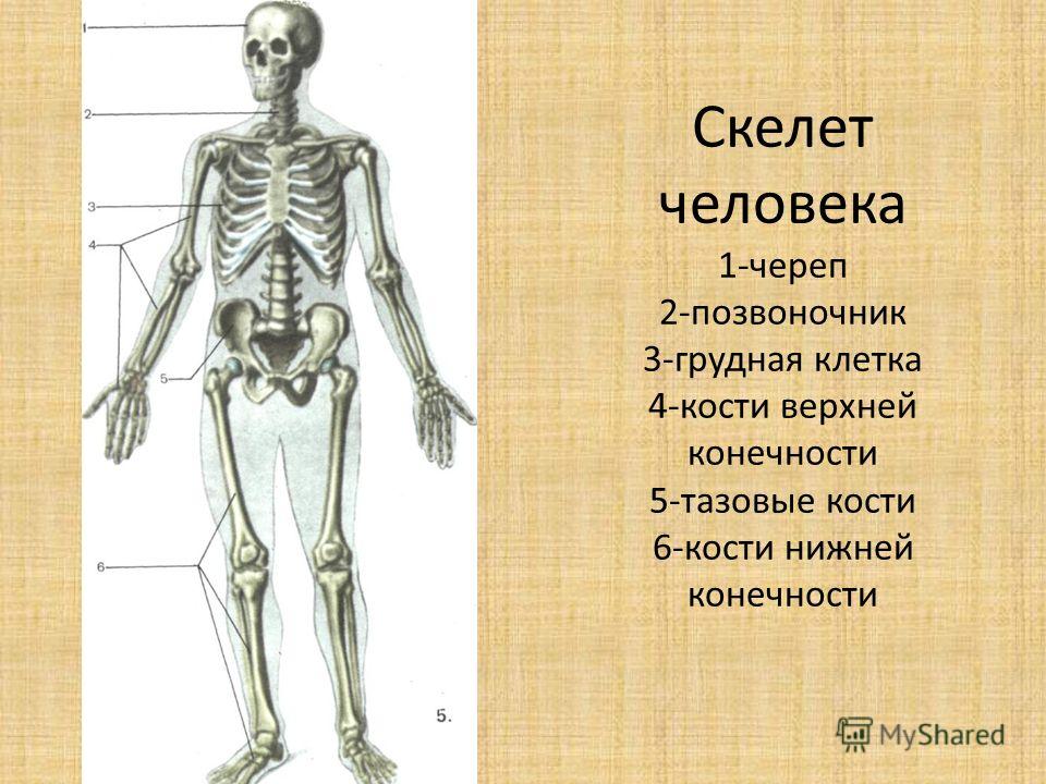 Скелет человека рисунок 8 класс биология