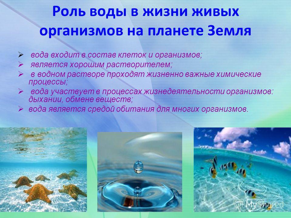 Вода в жизни живых организмов. Роль воды в жизни организмов. Роль воды в живых организмах. Значение воды для живых организмов.