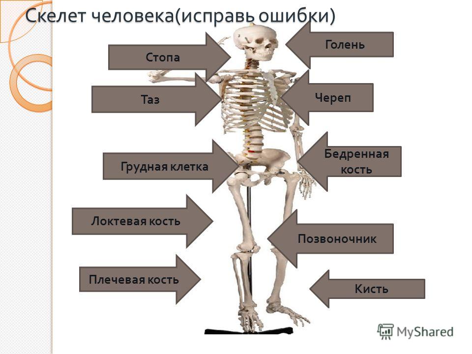 Кости позвоночника человека и бедро