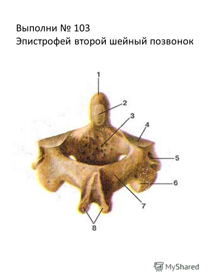 Второй шейный позвонок фото