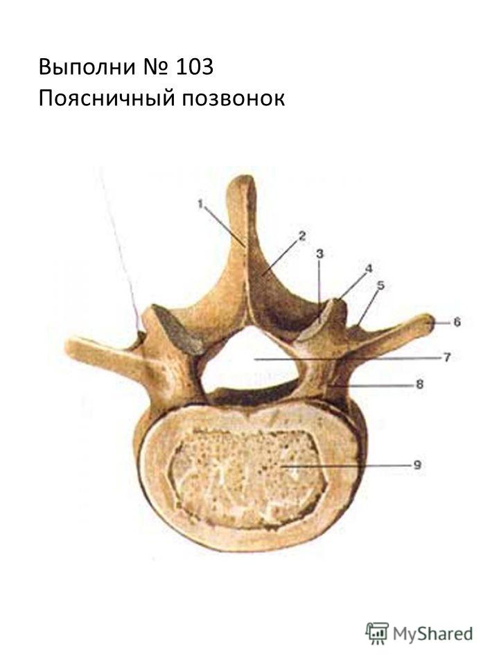 Поперечный отросток позвонка