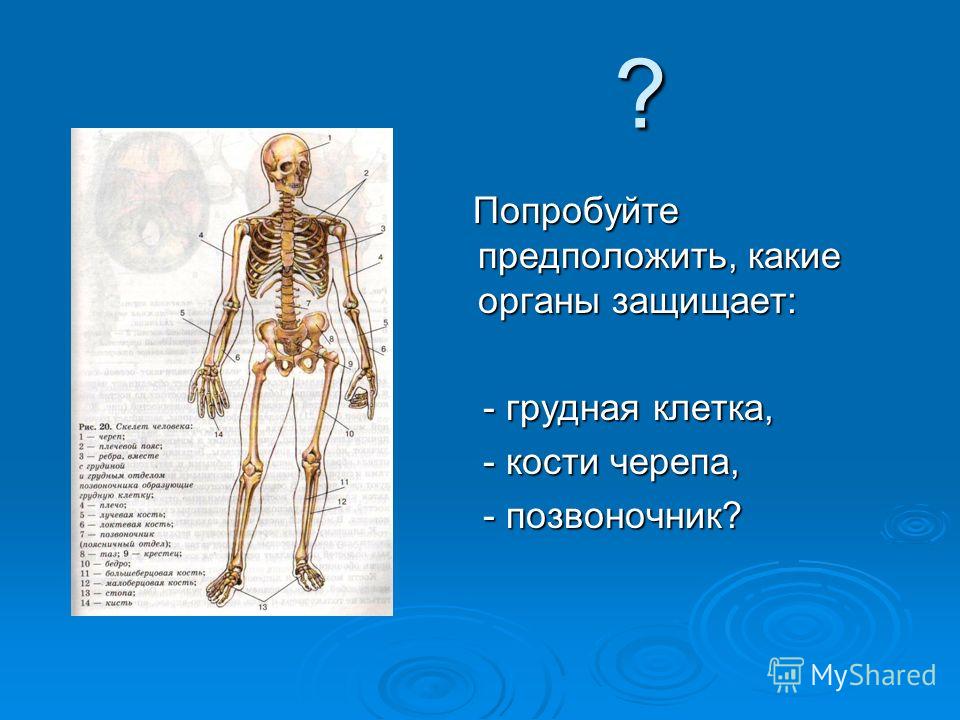 Конспект строение скелета человека