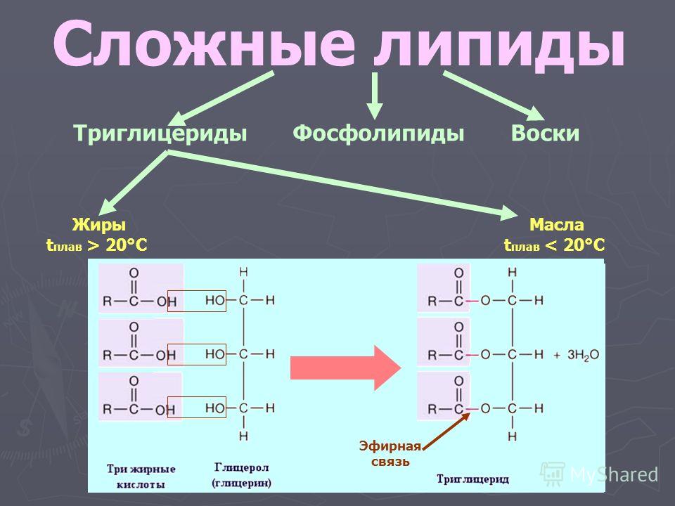 Строение жиров картинка