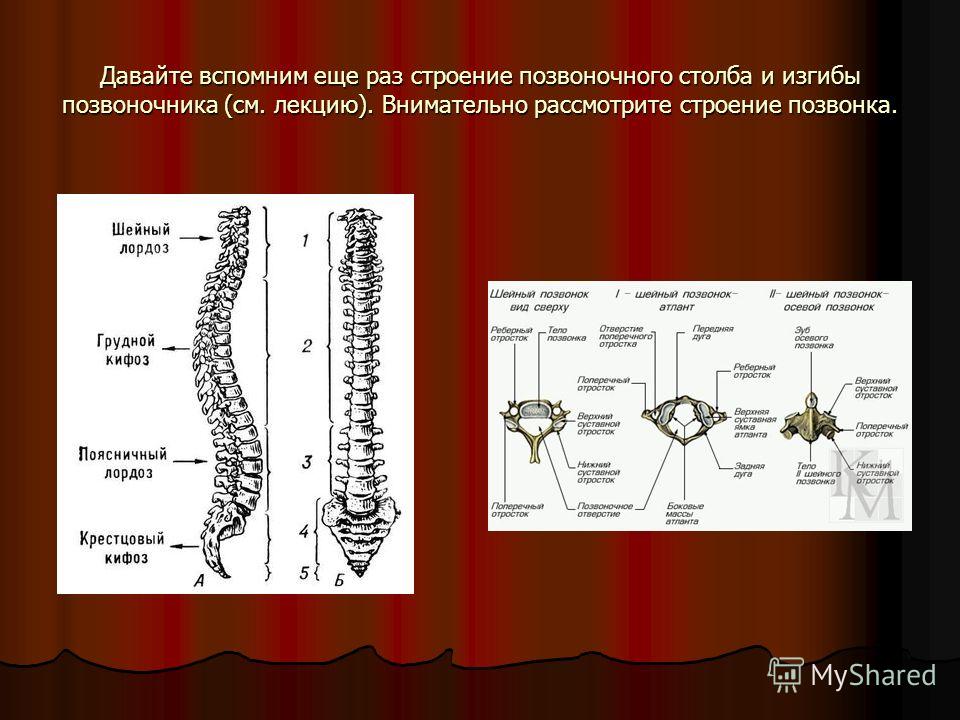 Аномалии строения позвонков. Строение позвонка и его изгибы. Анатомия и физиология позвоночника. Строение позвонка изгибы позвоночника. Позвоночник отделы изгибы строение диска строение позвонка.