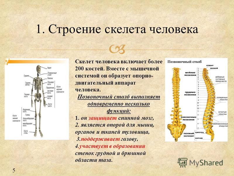 Строение позвоночника по отделам человека с расшифровкой. Скелет человека Позвоночный столб. Осевой скелет Позвоночный столб. Позвоночный столб и строение позвонка. Позвоночник строение анатомия.