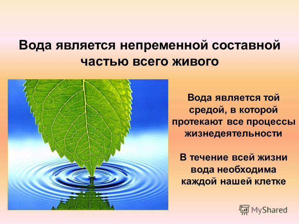 Конспект вода значение. Роль воды в жизни растений. Вода в жизни живых организмов. Вода в жизни растений и животных. Вода в жизни растений презентация.