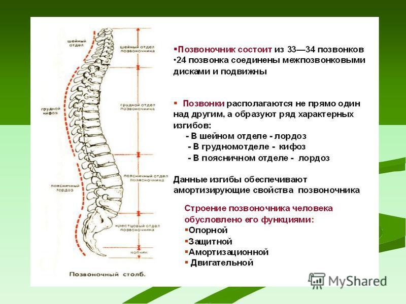 Где находится 8 позвонок у человека фото