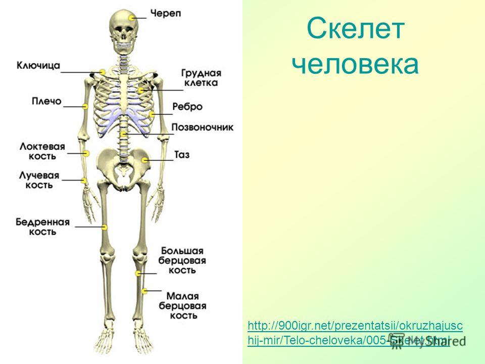 Картинка скелета человека с надписями костей