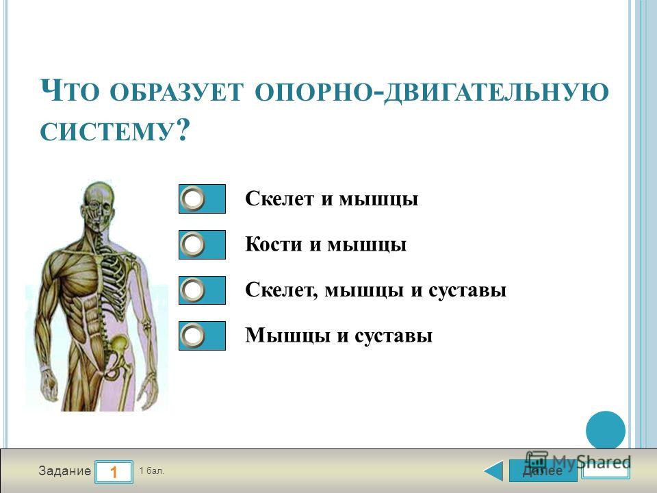 Контрольная работа опорно двигательная система 8 класс. Опорно-двигательная система человека органы и функции. Опорно двигательная система 6 класс биология. Скелет человека опорно двигательная система. Опорно двигательная система скелет и мышцы.