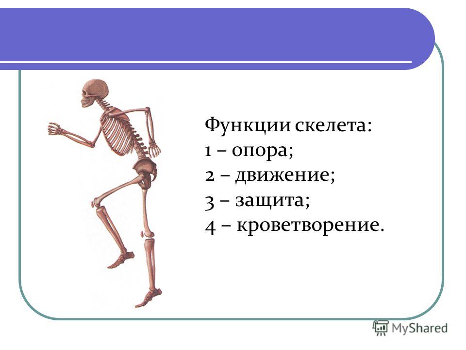 Опора тела организмов презентация