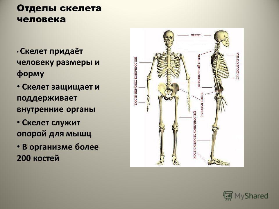 Кости скелета человека название фото и название