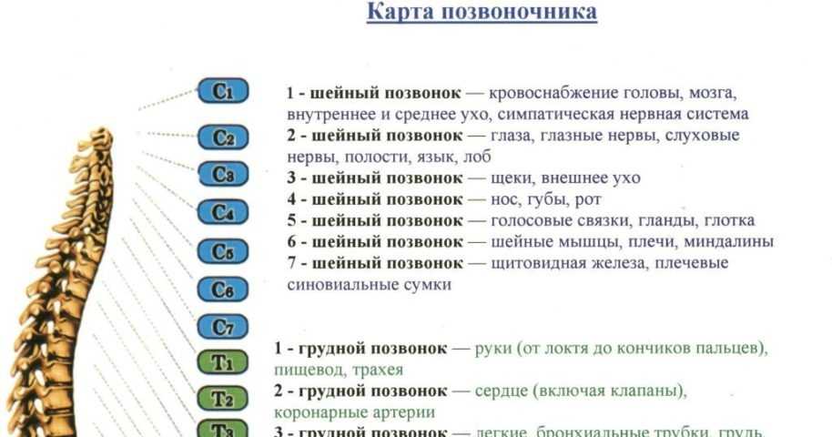 Схема какой позвонок за что отвечает схема