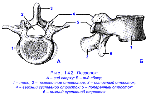 Схема строения позвонка