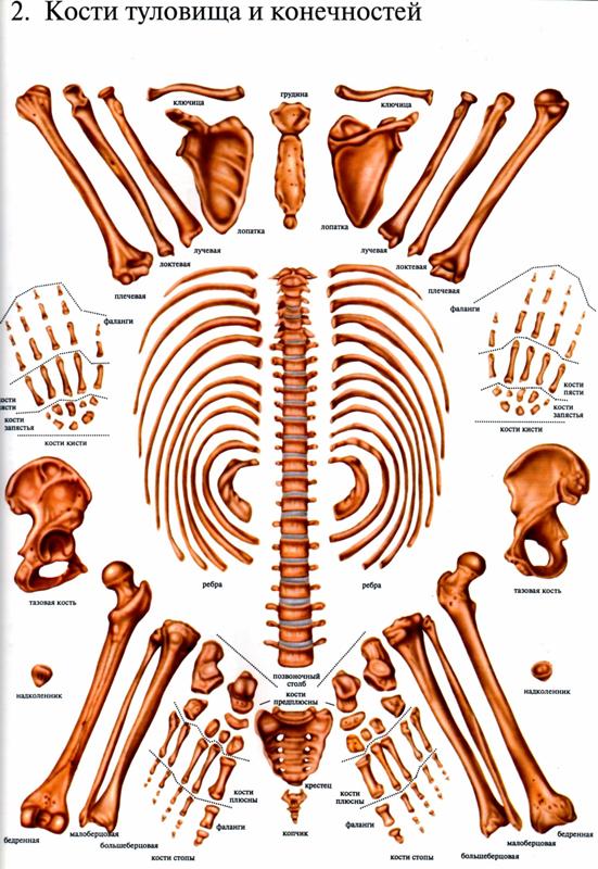 Скелет человека с названием костей фото рисунок для анатомии