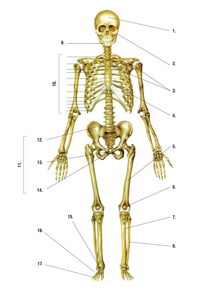 Подпишите названия костей скелета. Скелет человека с названием костей. Анатомия человека кости скелета названия. Анатомия человека скеле.