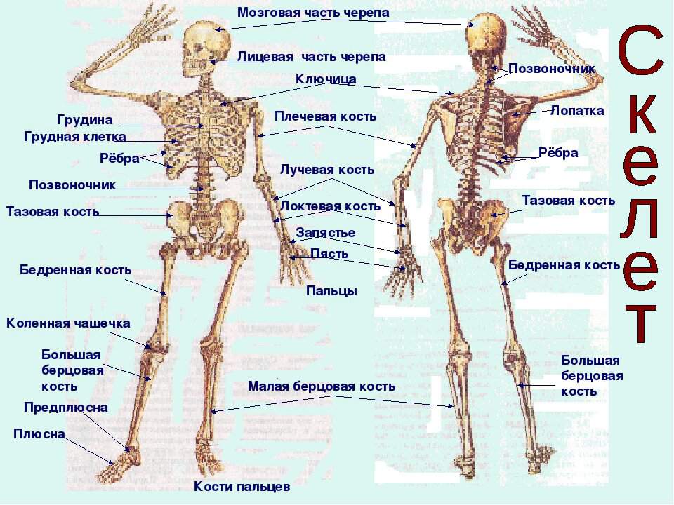 Названия костей человека на скелете схема
