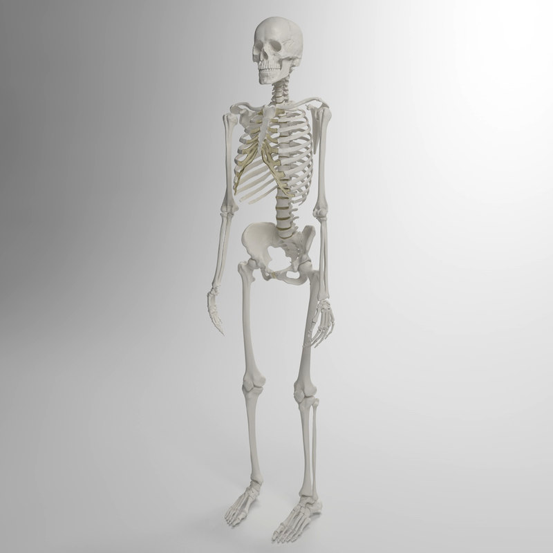 Три д скелет человека