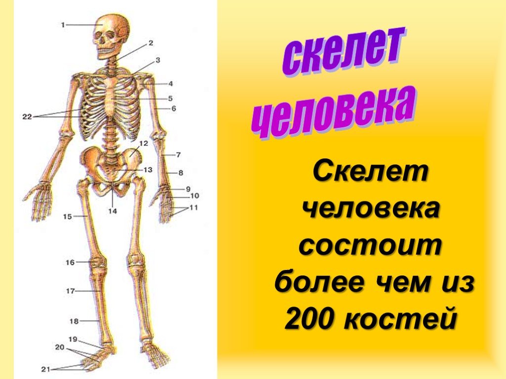Скелет с названиями костей на русском языке. Скелет человека. Кости скелета человека. Скелет человека с названием костей. Строение костей скелета.